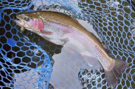 良型連発！ ～岡崎トラウトポンド～